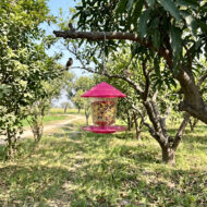Premium Hanging Bird Feeder - Image 5