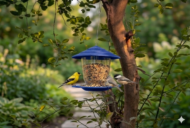 Premium Hanging Bird Feeder - Image 11