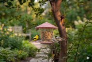 Premium Hanging Bird Feeder - Image 16