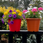 Colorful pots